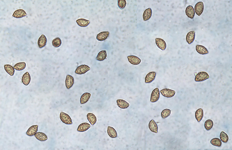 Cortinarius violaceoserrulatus spory